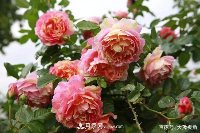 河南省各市市花，洛陽牡丹***出名，月季***受歡迎(圖1)