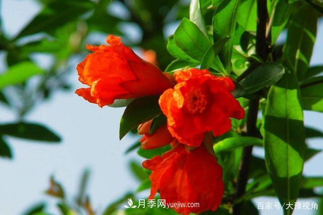 河南省各市市花，洛陽牡丹***出名，月季***受歡迎(圖3)