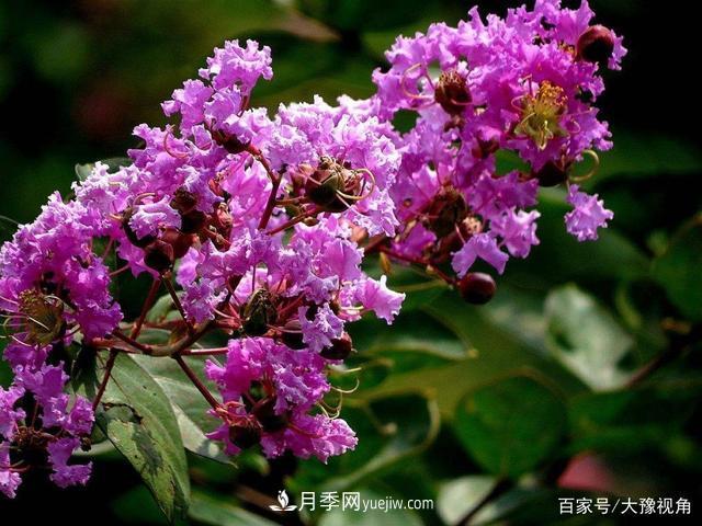 河南省各市市花，洛陽牡丹***出名，月季***受歡迎(圖4)