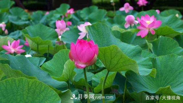 河南省各市市花，洛陽牡丹***出名，月季***受歡迎(圖5)