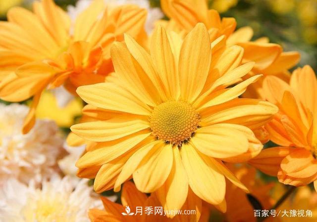 河南省各市市花，洛陽牡丹***出名，月季***受歡迎(圖2)