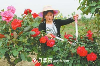 平頂山三百畝樹(shù)狀月季 帶領(lǐng)村民脫貧致富(圖1)