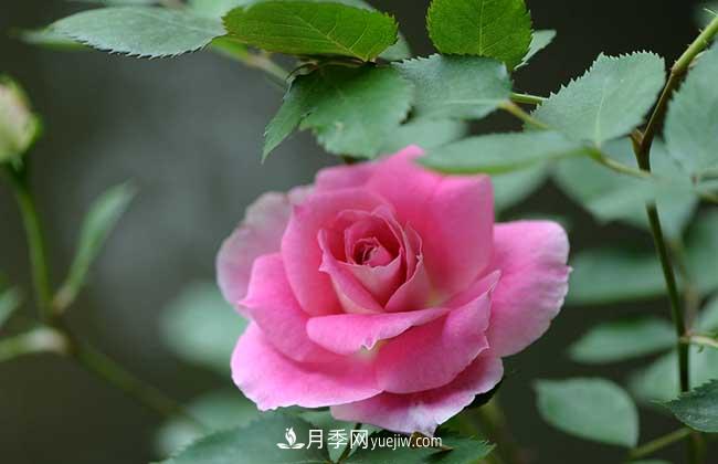 南陽(yáng)月季花多少錢一株？(圖1)