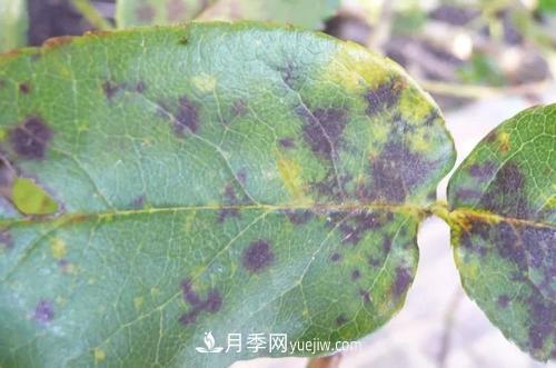 不用農(nóng)藥，食醋治月季黑斑病方法(圖1)