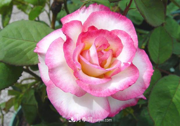 月季澆水，澆根還是澆葉？(圖1)