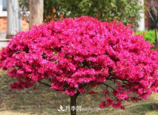 灌木苗木有哪些：21種常見灌木介紹(圖14)