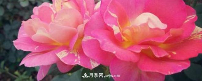花徑超過15厘米的月季花品種有哪些？(圖1)
