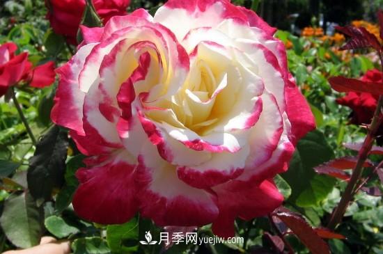 花徑超過15厘米的月季花品種有哪些？(圖2)