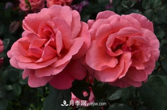 花徑超過15厘米的月季花品種有哪些？(圖3)