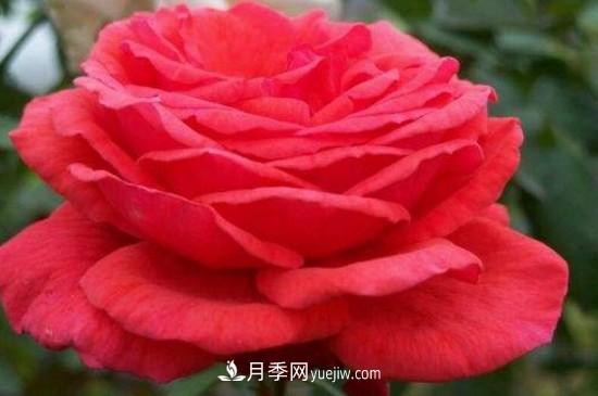 花徑超過15厘米的月季花品種有哪些？(圖4)