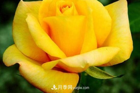 花徑超過15厘米的月季花品種有哪些？(圖5)