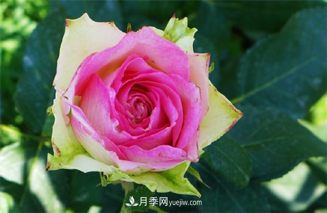西安的春天，西部芳香園盛開的月季花(圖2)