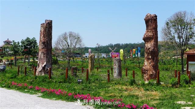 西安的春天，西部芳香園盛開的月季花(圖3)