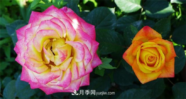 西安的春天，西部芳香園盛開的月季花(圖1)
