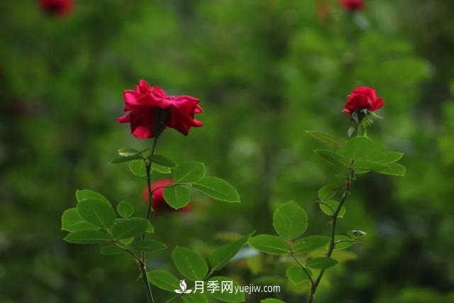 月季正紅：唯有此花開(kāi)不厭，一年長(zhǎng)占四時(shí)春(圖2)