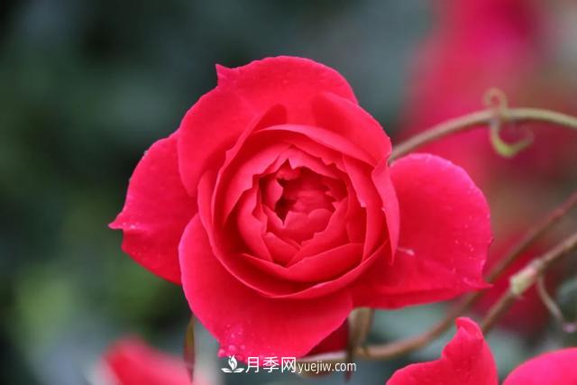 月季正紅：唯有此花開(kāi)不厭，一年長(zhǎng)占四時(shí)春(圖3)