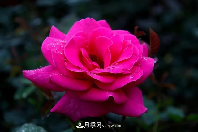 月季正紅：唯有此花開(kāi)不厭，一年長(zhǎng)占四時(shí)春(圖1)