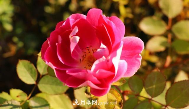 月季正紅：唯有此花開(kāi)不厭，一年長(zhǎng)占四時(shí)春(圖4)