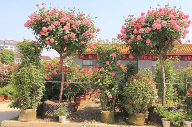 南陽(yáng)月季批發(fā)：唯有此花開(kāi)不厭，一年長(zhǎng)占四時(shí)春(圖1)