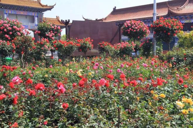 南陽(yáng)月季批發(fā)：唯有此花開(kāi)不厭，一年長(zhǎng)占四時(shí)春(圖3)