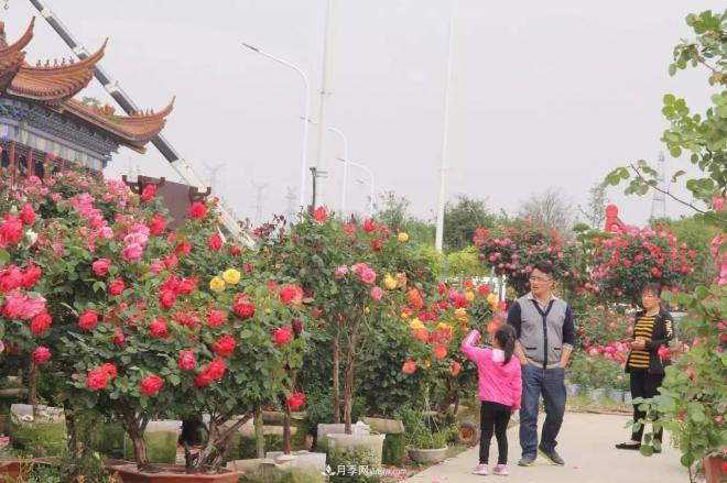 南陽(yáng)月季批發(fā)：唯有此花開(kāi)不厭，一年長(zhǎng)占四時(shí)春(圖7)