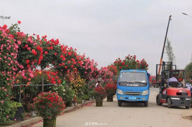 南陽(yáng)月季批發(fā)：唯有此花開(kāi)不厭，一年長(zhǎng)占四時(shí)春(圖8)