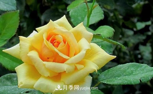 爬藤月季什么時間移植比較好？(圖1)