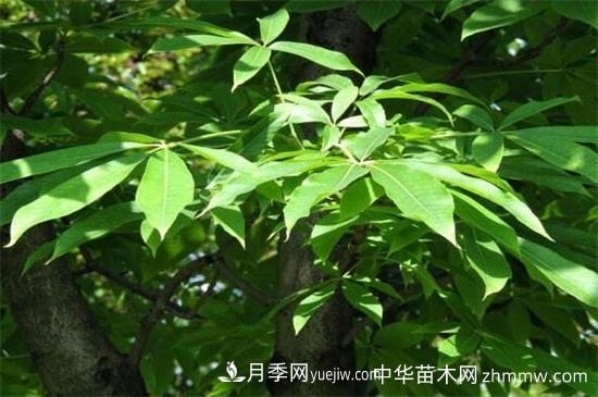 西峽七葉樹(shù)怎么養(yǎng)(圖1)