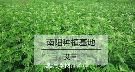 南陽艾草的種植方法，艾草的種植技巧(圖1)