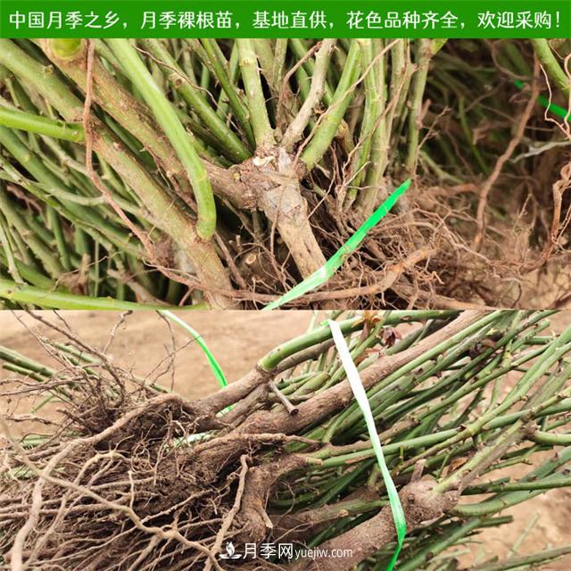 2020年南陽月季裸根苗價格(圖1)