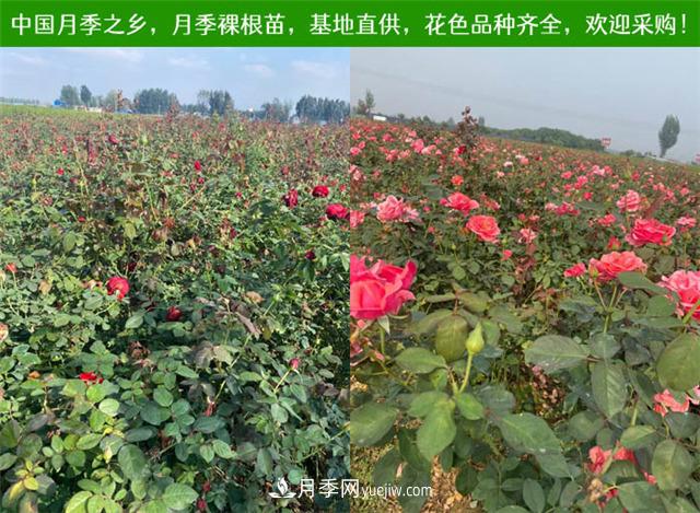 2020年南陽月季裸根苗價格(圖5)