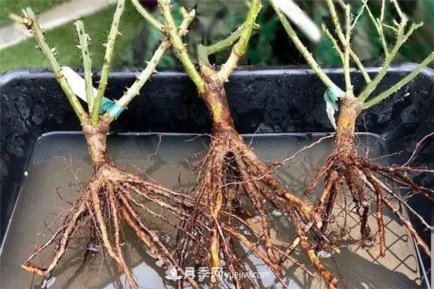 秋冬季節(jié)買的裸根月季苗，選購、上盆和恢復指南，南北地區(qū)差別大(圖1)