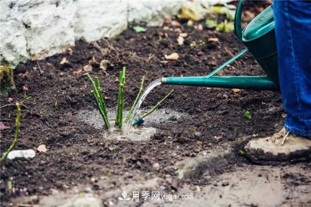 秋冬季節(jié)買的裸根月季苗，選購、上盆和恢復指南，南北地區(qū)差別大(圖3)