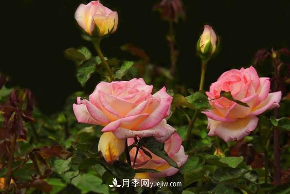 盆栽月季為什么花越開越小？要堅(jiān)持每年換盆(圖1)