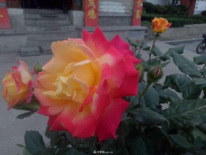 山西運城：月季花街，賞花要讓花入你眼中來(圖2)
