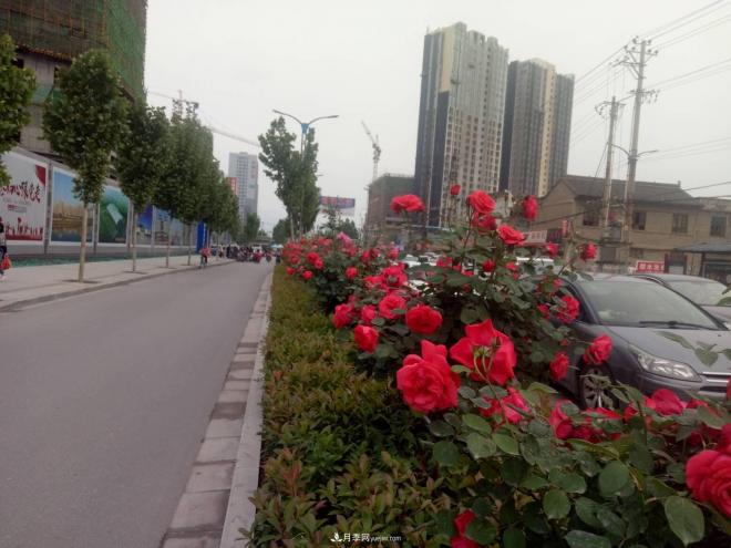 山西運城：月季花街，賞花要讓花入你眼中來(圖3)