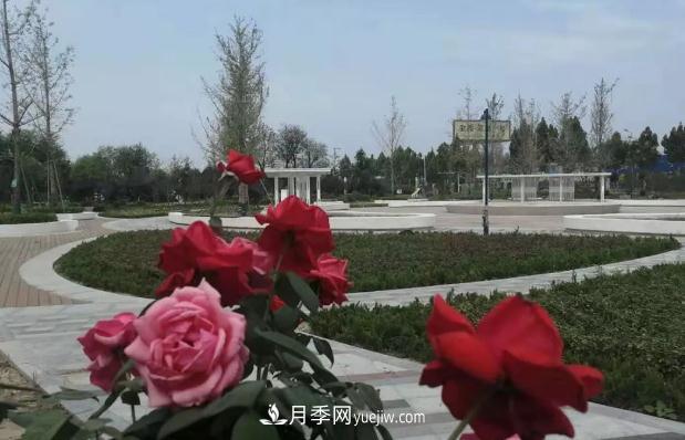 月季名園：運城禹都公園月季園(圖2)