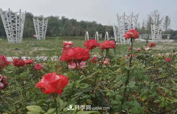 月季名園：運城禹都公園月季園(圖1)