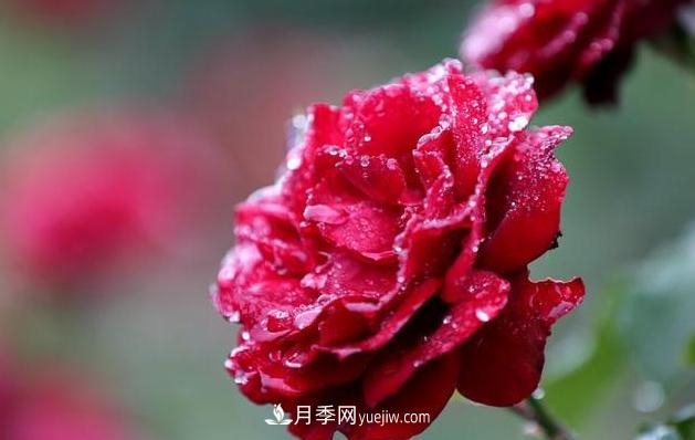 怎樣管理才能夠使月季花四季花香艷呢？(圖1)