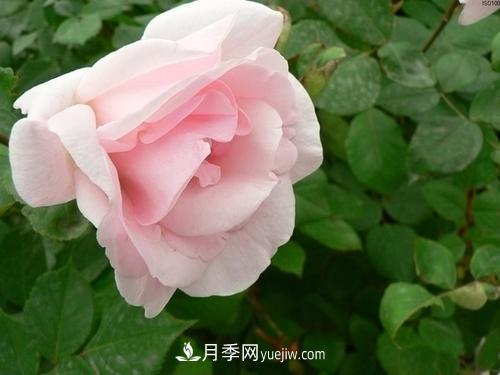 6款月季，家里養(yǎng)月季選它，好看好養(yǎng)好聞，是盆栽佳品(圖3)