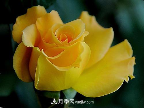 6款月季，家里養(yǎng)月季選它，好看好養(yǎng)好聞，是盆栽佳品(圖5)