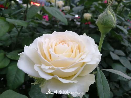 6款月季，家里養(yǎng)月季選它，好看好養(yǎng)好聞，是盆栽佳品(圖4)