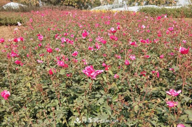 山東濟(jì)南青島煙臺(tái)德州菏澤50公分大花豐花月季批發(fā)(圖2)