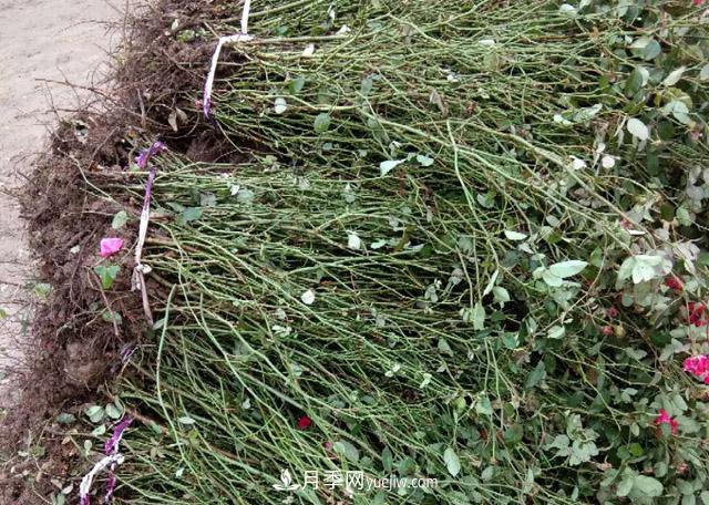 山東濟(jì)南青島煙臺(tái)德州菏澤50公分大花豐花月季批發(fā)(圖3)