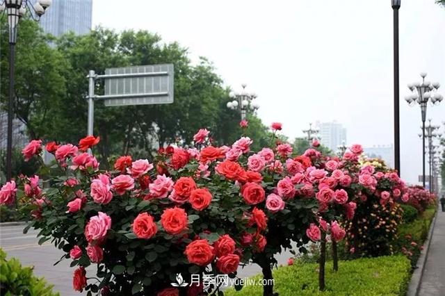 2021年全國苗木需求量預(yù)測，能種滿2000多萬畝苗圃(圖1)