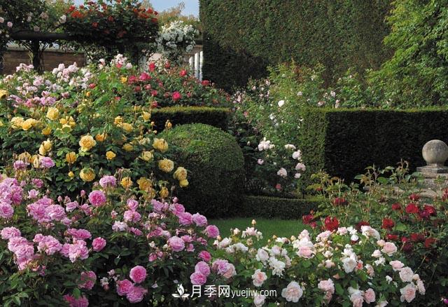 在農(nóng)村種植綠化苗木有發(fā)展前途嗎？種什么苗木有市場(chǎng)？(圖1)