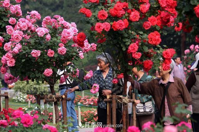 家庭園藝選擇樹狀月季，花期長生命力強種植簡單(圖2)