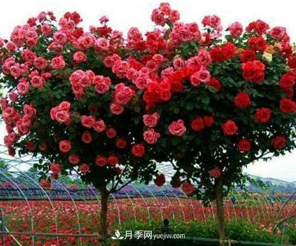 家庭園藝選擇樹狀月季，花期長生命力強種植簡單(圖1)