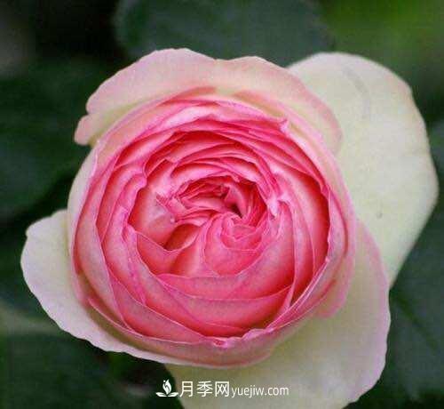 月季界的4大開花機(jī)器，養(yǎng)2種就擁有一個(gè)花園(圖1)