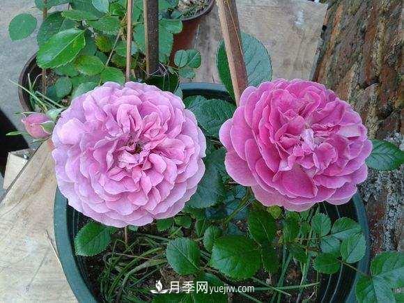 月季界的4大開花機(jī)器，養(yǎng)2種就擁有一個(gè)花園(圖3)